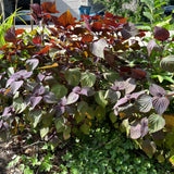3 Purple Perilla Live Plant Size Vary 4-12" Zi Su Shiso Asian Basil Silam Annual Perrila-3PK