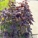 3 Purple Perilla Live Plant Size Vary 4-12" Zi Su Shiso Asian Basil Silam Annual Perrila-3PK