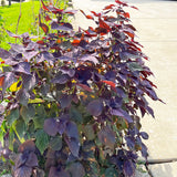 3 Purple Perilla Live Plant Size Vary 4-12" Zi Su Shiso Asian Basil Silam Annual Perrila-3PK