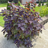 3 Purple Perilla Live Plant Size Vary 4-12" Zi Su Shiso Asian Basil Silam Annual Perrila-3PK