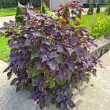 3 Purple Perilla Live Plant Size Vary 4-12" Zi Su Shiso Asian Basil Silam Annual Perrila-3PK