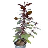 3 Purple Perilla Live Plant Size Vary 4-12" Zi Su Shiso Asian Basil Silam Annual Perrila-3PK