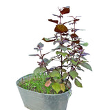 3 Purple Perilla Live Plant Size Vary 4-12" Zi Su Shiso Asian Basil Silam Annual Perrila-3PK