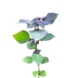 3 Purple Perilla Live Plant Size Vary 4-12" Zi Su Shiso Asian Basil Silam Annual Perrila-3PK
