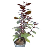 10 Purple Perilla Live Plant Size Vary 4-12" Zi Su Shiso Asian Basil Silam Annual Perrila-10PK