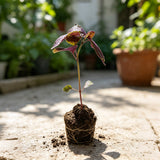 10 Purple Perilla Live Plant Size Vary 4-12" Zi Su Shiso Asian Basil Silam Annual Perrila-10PK