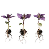 10 Purple Perilla Live Plant Size Vary 4-12" Zi Su Shiso Asian Basil Silam Annual Perrila-10PK