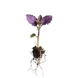 3 Purple Perilla Live Plant Size Vary 4-12" Zi Su Shiso Asian Basil Silam Annual Perrila-3PK