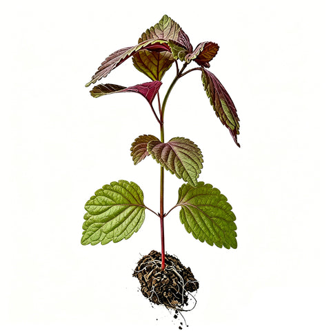 3 Purple Perilla Live Plant Size Vary 4-12" Zi Su Shiso Asian Basil Silam Annual Perrila-3PK