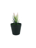7" H Black Planter w/ Succulent Aloe Vera Forever Artificial Green Turf Moss