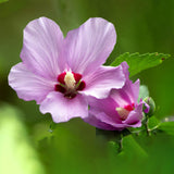 Rose Of Sharon Hibiscus Organic Live Plant w/ Roots Transplant Starter Bush HIBISCUS-10" Tall 1PK