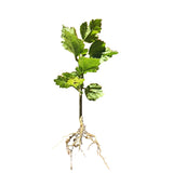 Rose Of Sharon Hibiscus Organic Live Plant w/ Roots Transplant Starter Bush HIBISCUS-10" Tall 1PK