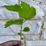 Rose Of Sharon Hibiscus Organic Live Plant w/ Roots Transplant Starter Bush HIBISCUS-10" Tall 1PK