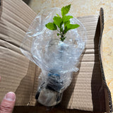 Rose Of Sharon Hibiscus Organic Live Plant w/ Roots Transplant Starter Bush HIBISCUS-10" Tall 1PK