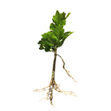 Rose Of Sharon Hibiscus Organic Live Plant w/ Roots Transplant Starter Bush HIBISCUS-10" Tall 1PK