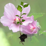 Rose Of Sharon Hibiscus Organic Live Plant w/ Roots Transplant Starter Bush HIBISCUS-10" Tall 1PK