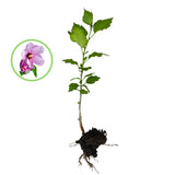 Rose Of Sharon Hibiscus Organic Live Plant w/ Roots Transplant Starter Bush HIBISCUS-6" Tall 6PK