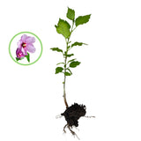 Rose Of Sharon Hibiscus Organic Live Plant w/ Roots Transplant Starter Bush HIBISCUS-10" Tall 1PK
