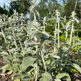 LAMBS EAR LIVE PLANT PERENNIAL - 12 PLANTS LAMBSEAR-12PK