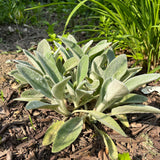 LAMBS EAR LIVE PLANT PERENNIAL - 12 PLANTS LAMBSEAR-12PK