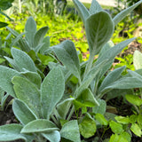 LAMBS EAR LIVE PLANT PERENNIAL - 12 PLANTS LAMBSEAR-12PK