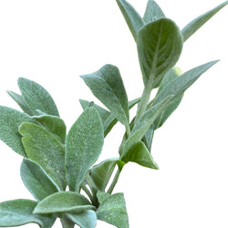 LAMBS EAR LIVE PLANT PERENNIAL - 12 PLANTS LAMBSEAR-12PK